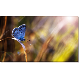 Голубая бабочка на закате