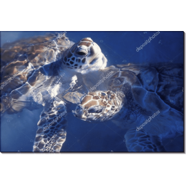 Черепахи под лучами мексиканского солнца
