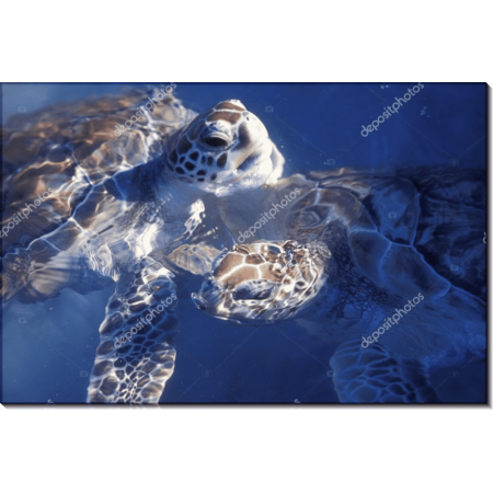 Черепахи под лучами мексиканского солнца 