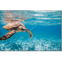 Морская черепаха в океане