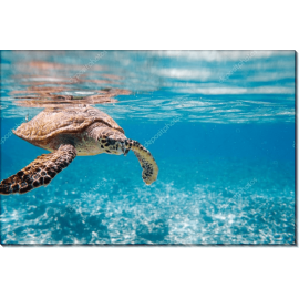 Морская черепаха в океане