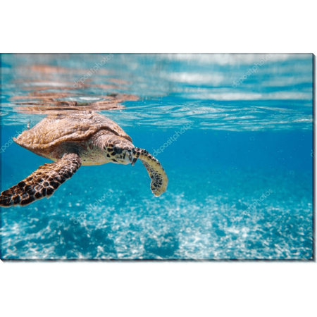 Морская черепаха в океане 