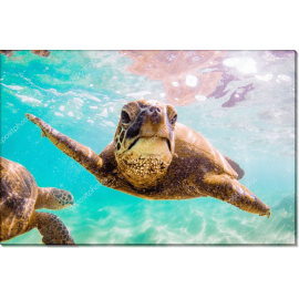 Гавайская морская черепаха. Сток