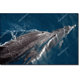 Дельфины в синей воде. Сток