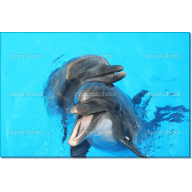 Смеющиеся дельфины. Сток