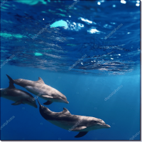 Три дельфина под водой. Сток