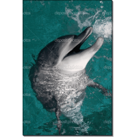 Улыбающийся дельфин. Сток