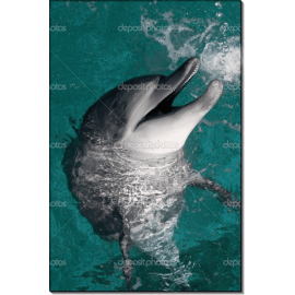 Улыбающийся дельфин. Сток