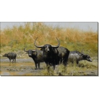Азиатские буйволы. Шеперд, Девид (20 век)