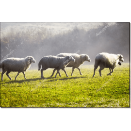 Белые овцы на лугу