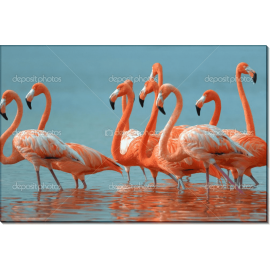 Красные фламинго