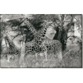 Жирафы в национальном парке Накуру (Кения). Сток
