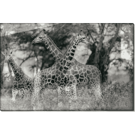 Жирафы в национальном парке Накуру (Кения). Сток 