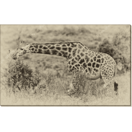 Жирафы в национальном парке Накуру (Кения) 2. Сток