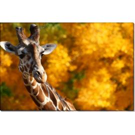 Осенний жираф. Сток