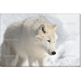 Арктический волк в снегу