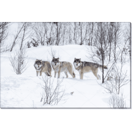 Три волка на снегу