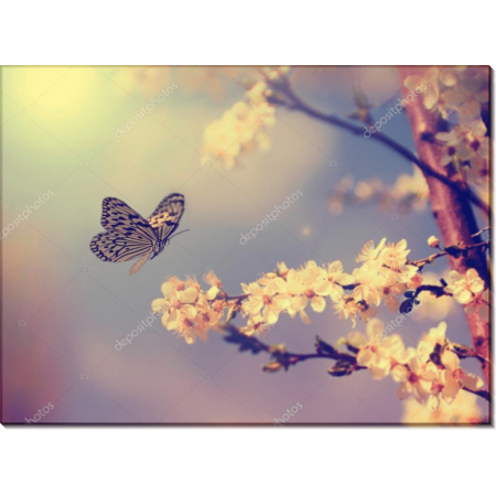 Бабочка и цветущая вишня 
