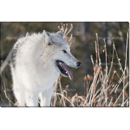 Молодой арктический волк 