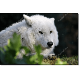 Белый волк Гудзонова залива