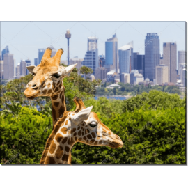 Жирафы в Сиднее. Сток