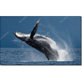 Горбатый кит. Прыжок