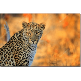 Африканский леопард. Сток