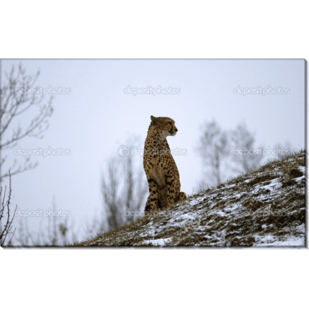 Ягуар на заснеженной горе. Сток 