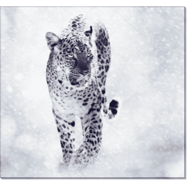 Леопард в снегу. Сток