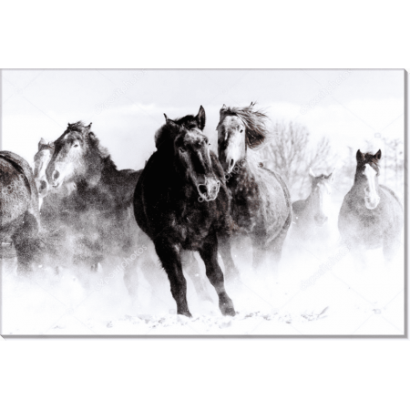 Бегущие лошади в снежной пыли 