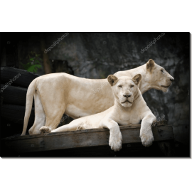 Белые львы 2. Сток