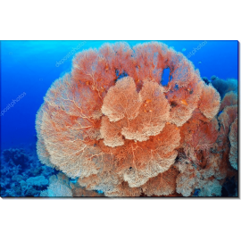 Веерный коралл. Сток