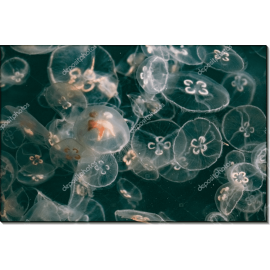 Лунные медузы. Сток