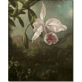 Картина Цветущая орхидея. Хед, Мартин Джонсон
