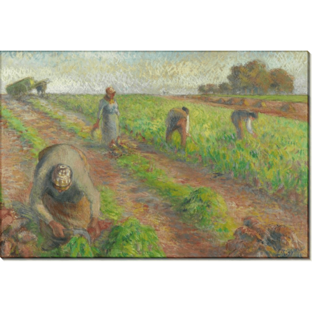 Сбор урожая свеклы. Писсарро, Камиль 