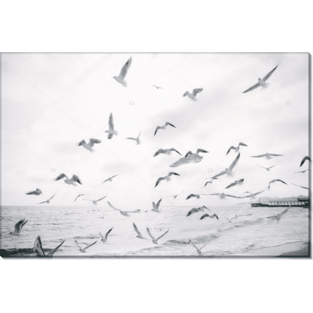 Чайки над морем 