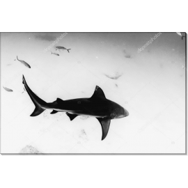 Серая акула-бык. Сток
