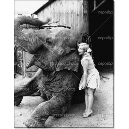 Девушка и слон. Сток 
