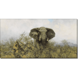Бычий слон. Шеперд, Девид (20 век)