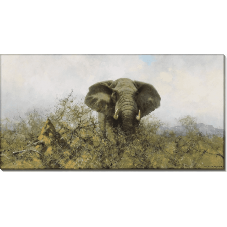 Бычий слон. Шеперд, Девид (20 век) 