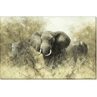 Слоны в терновых кустах. Шеперд, Девид (20 век)