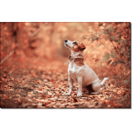 Осенний пес. Сток