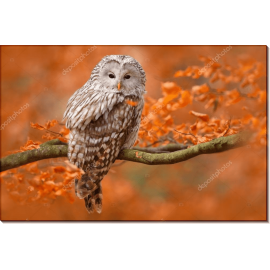 Уральская сова на оранжевом дубе. Сток