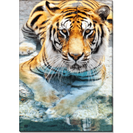 Бенгальский тигр. Отдых в воде