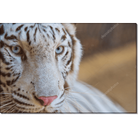 Взгляд белого тигра