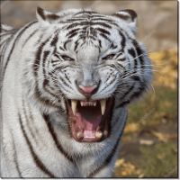 Ярость белого тигра