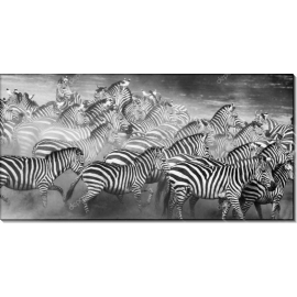 Кенийские зебры