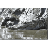 Нильский крокодил. Сток