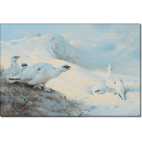 Тундряные куропатки на снегу. Торберн, Арчибальд