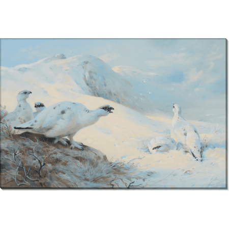 Тундряные куропатки на снегу. Торберн, Арчибальд 